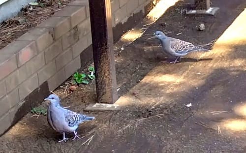 2羽の鳩