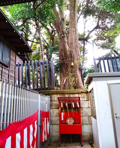 立派な御神木の風景