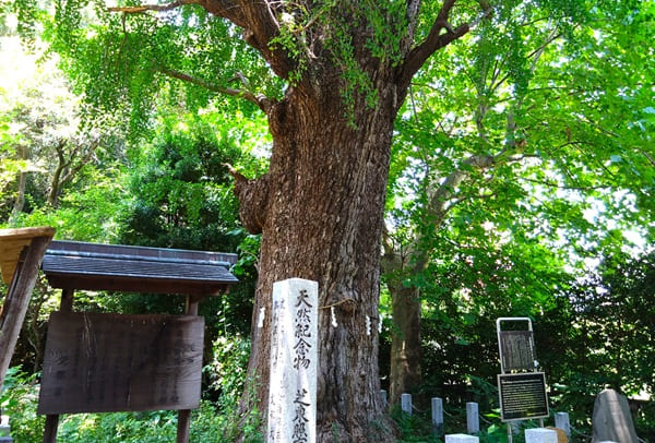 御神木の風景