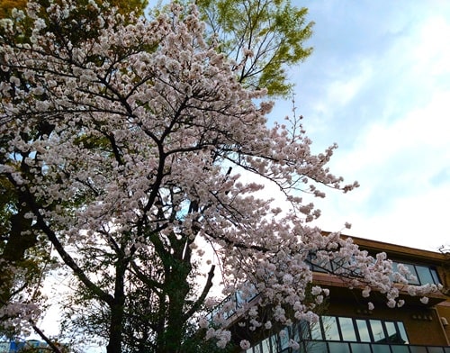 桜の木
