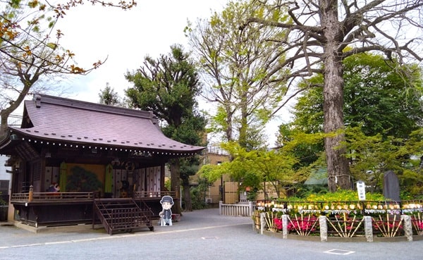 舞殿と御神木の風景