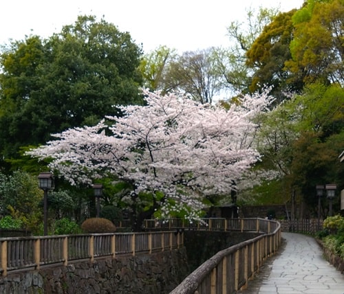 桜が咲いている遊歩道の風景