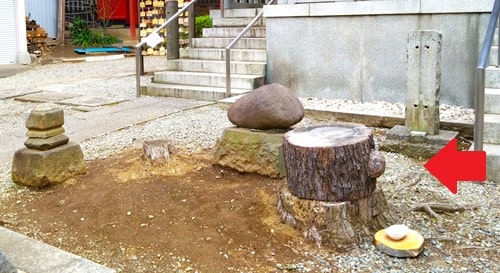 切られた松の木の風景